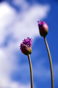 Beautiful Flowers blooming blossom