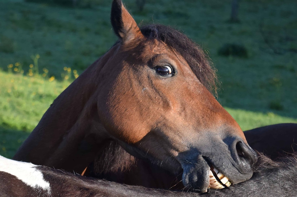 Animal brown cavalry