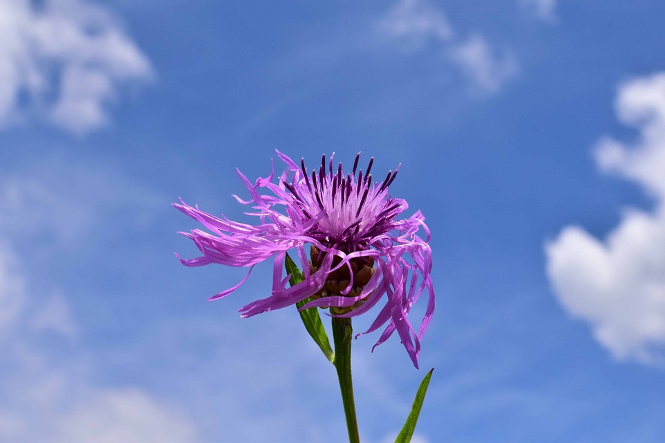Beautiful Flowers beautiful photo bloom