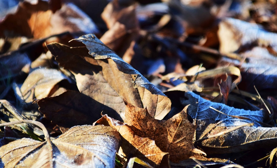 Autumn autumn season branch