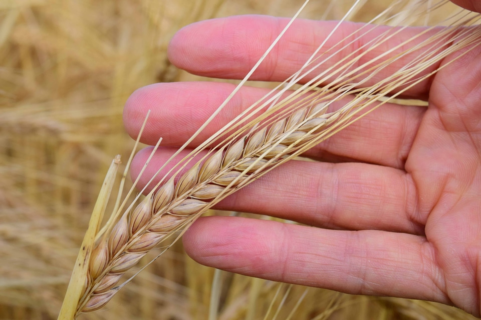 Agricultural agriculture cereal