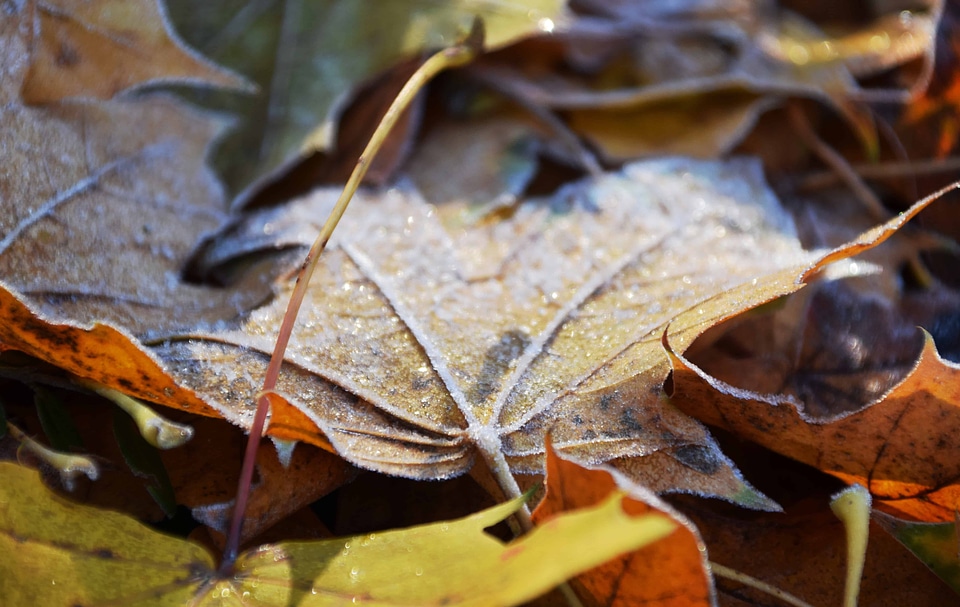 Autumn autumn season branch