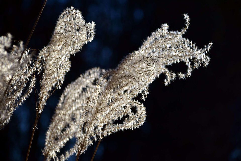 Branch daylight flora