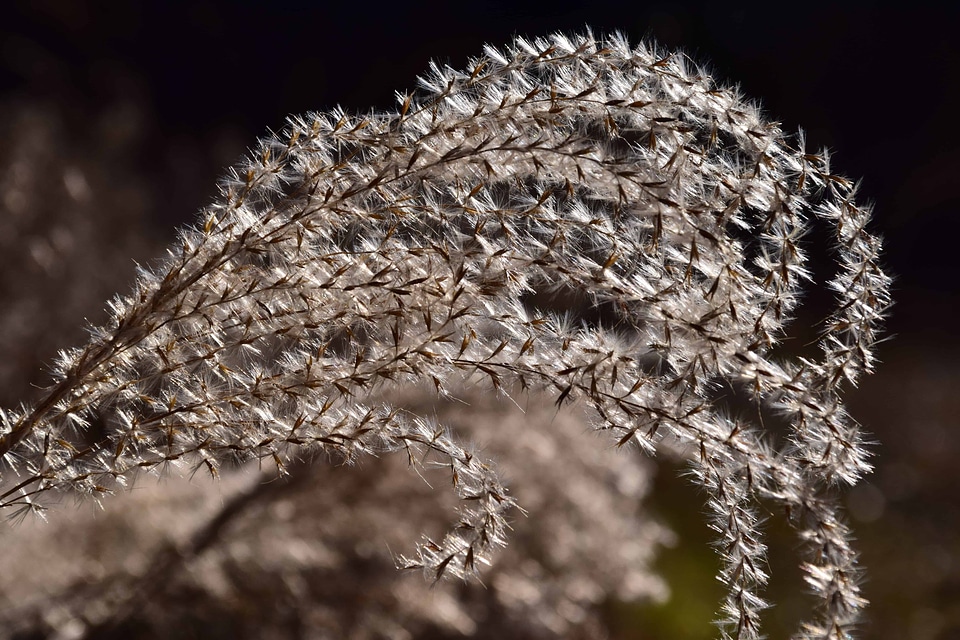 Branch flora kernel