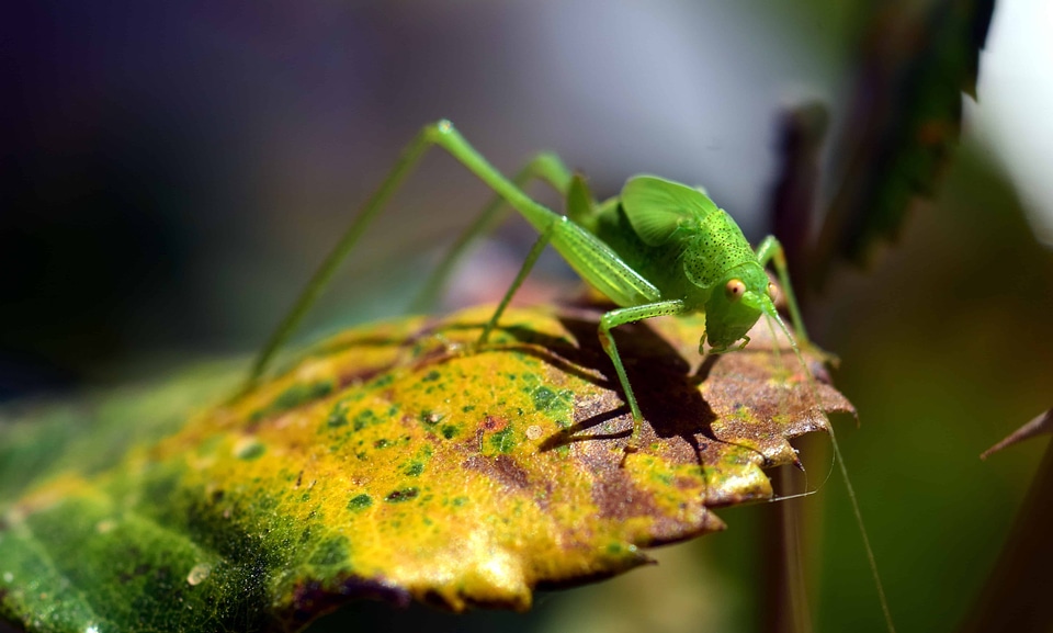 Animal arthropod bug