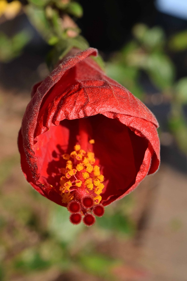 Beautiful Flowers blooming blossom