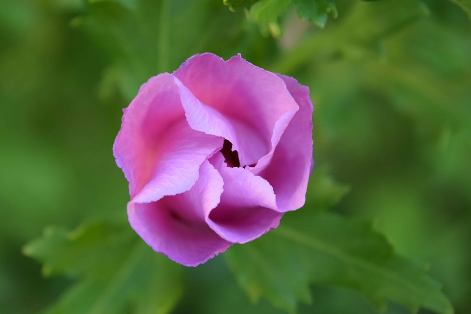 Beautiful Flowers bloom blooming