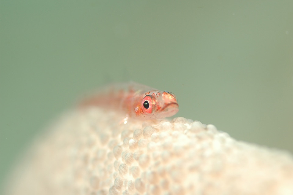 Underwater life sea diving