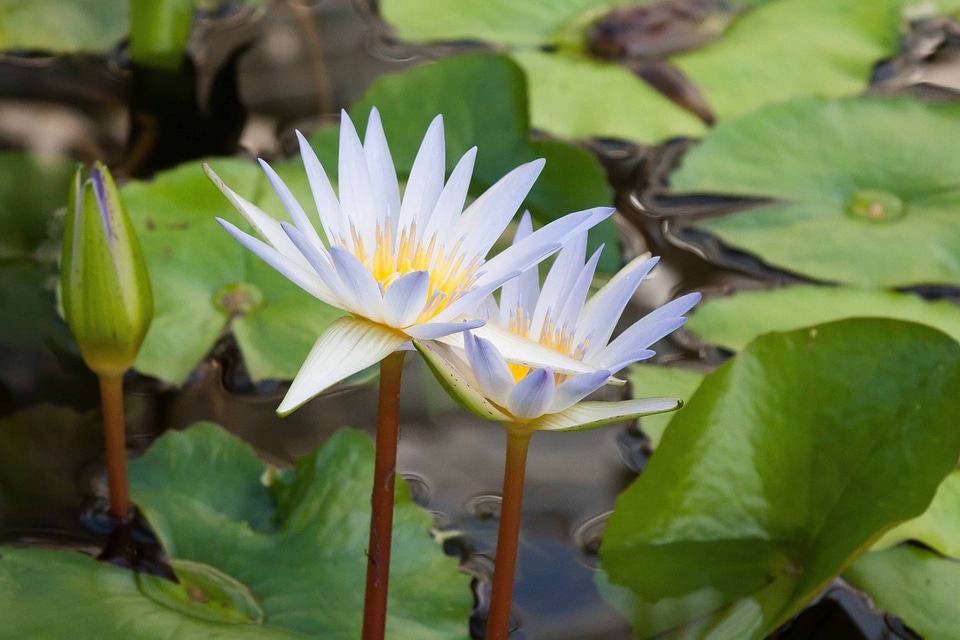 Aquatic beautiful flowers beautiful photo
