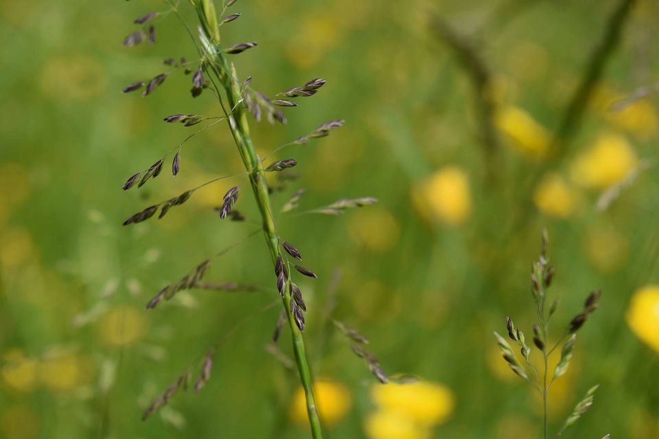 Field flora flower