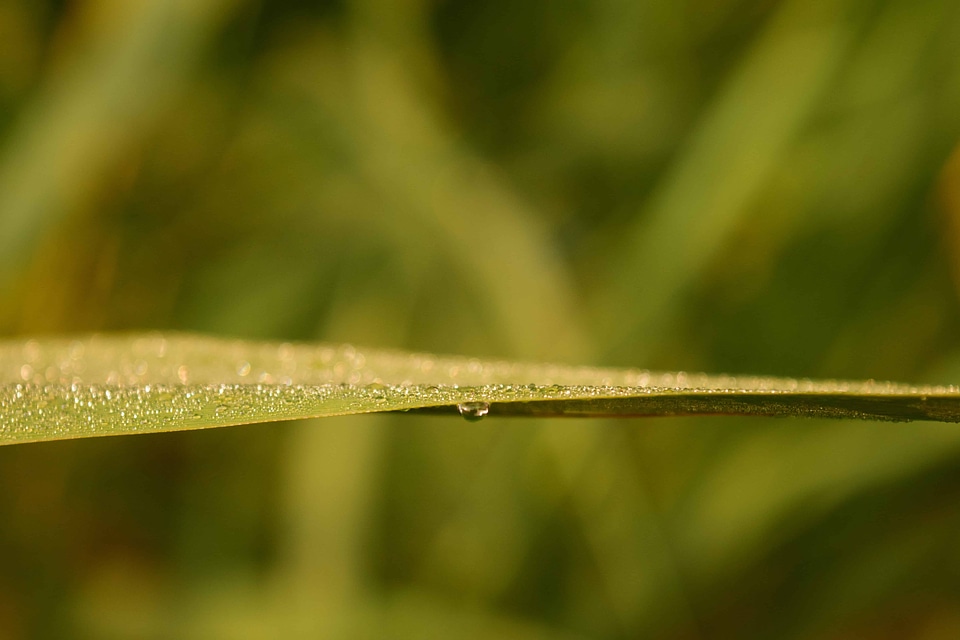 Detail dew droplet