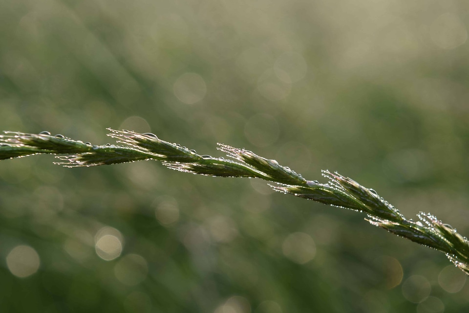 Dew environment field photo