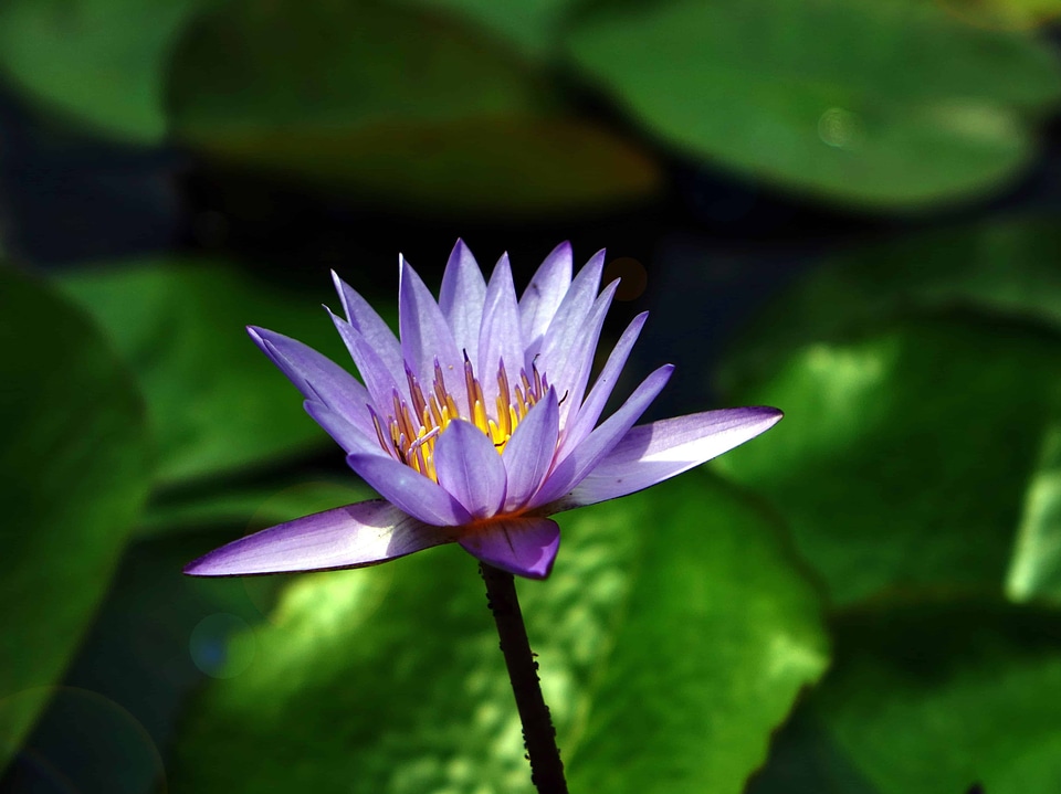 Aquatic beautiful flowers beautiful photo