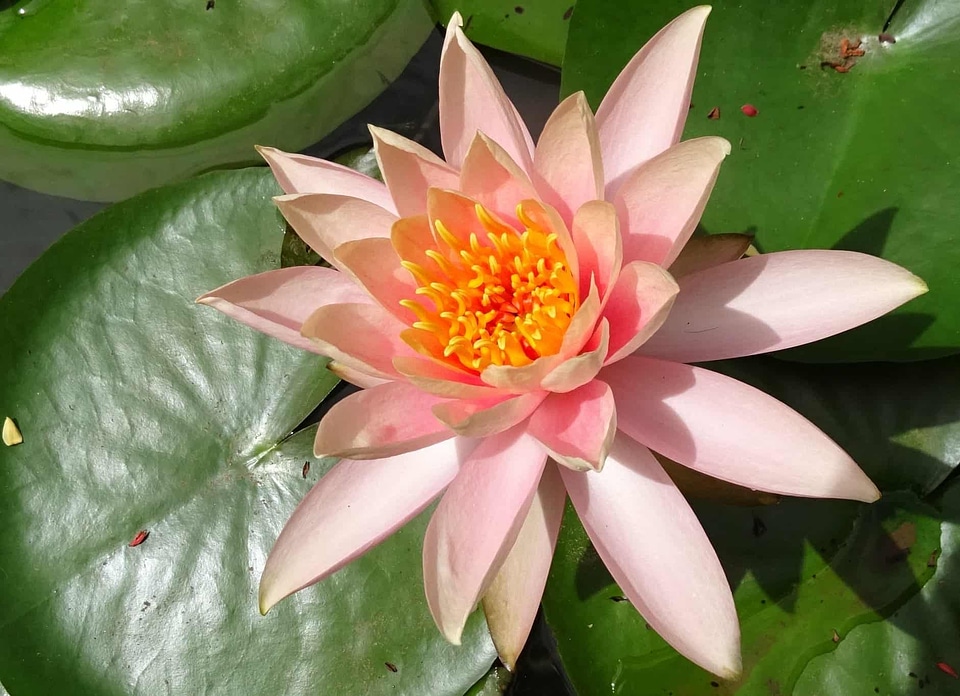 Aquatic beautiful flowers beautiful photo
