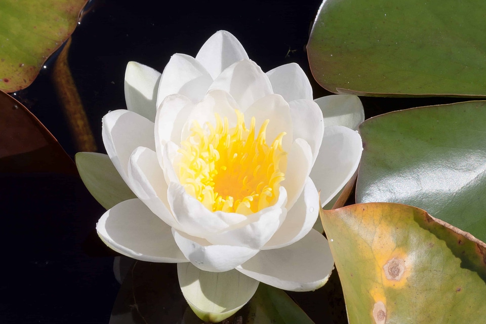 Aquatic beautiful flowers beautiful photo