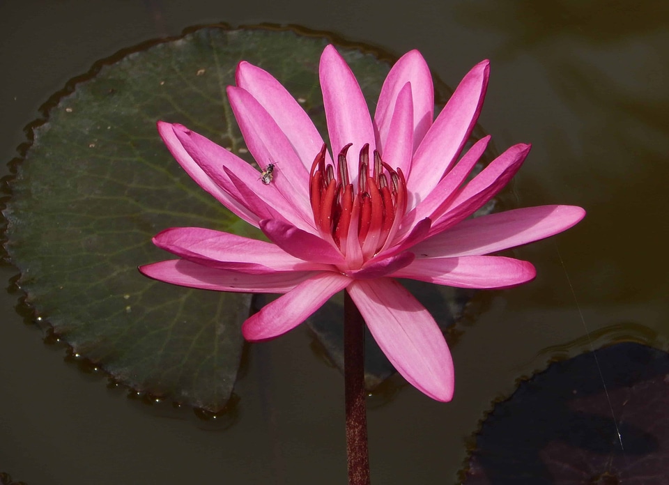 Aquatic beautiful flowers beautiful photo
