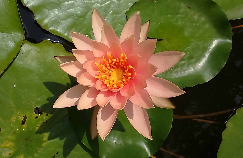 Aquatic beautiful beautiful flowers