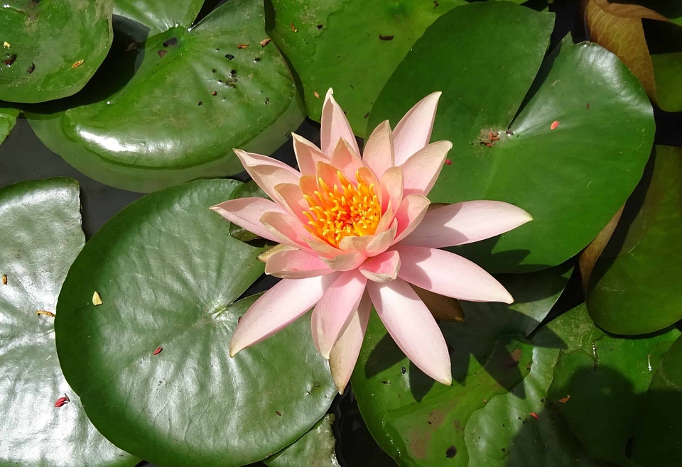 Aquatic beautiful flowers beautiful photo