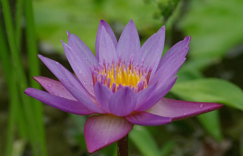 Aquatic beautiful beautiful flowers