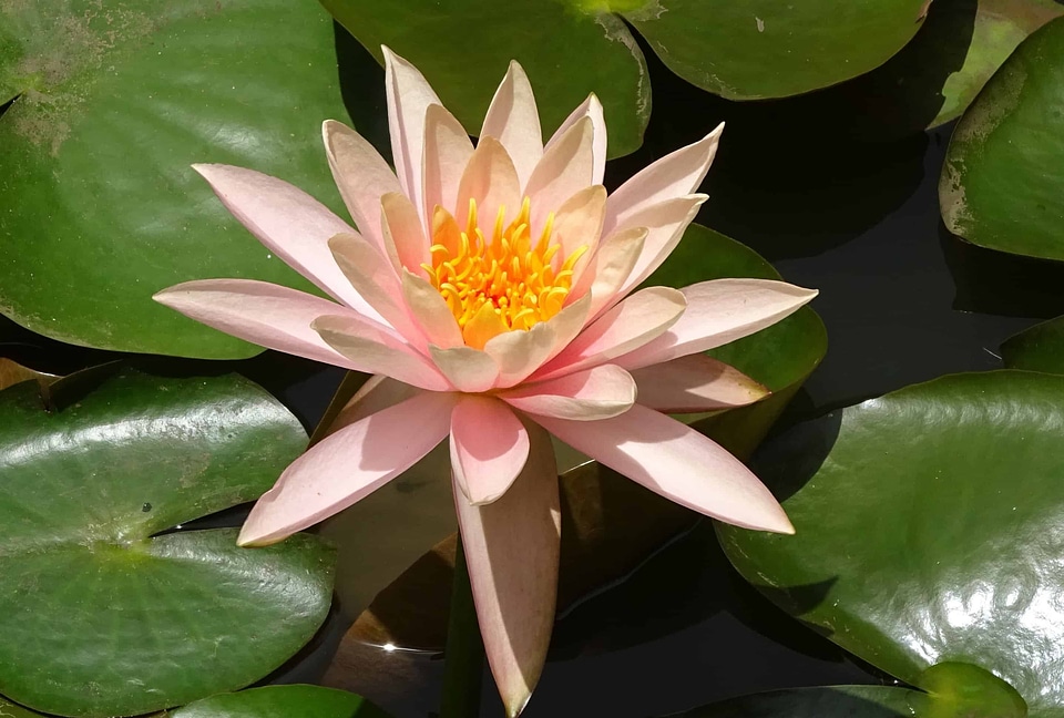Aquatic beautiful flowers beautiful photo