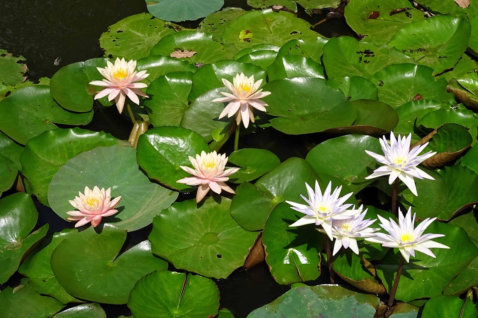 Aquatic beautiful flowers biology