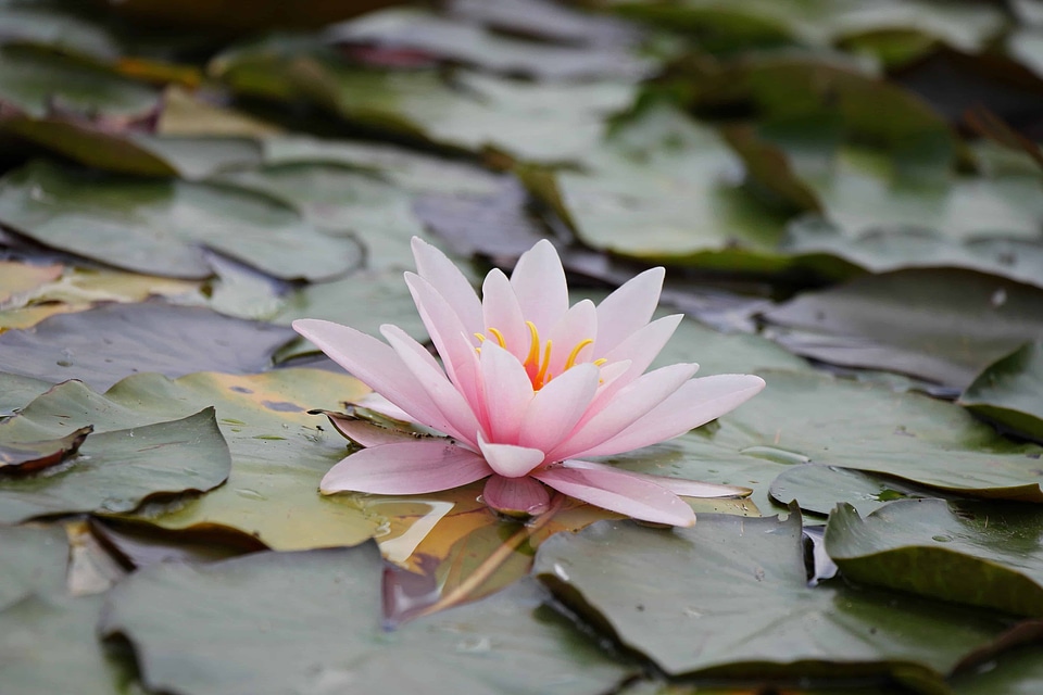 Aquatic beautiful beautiful flowers