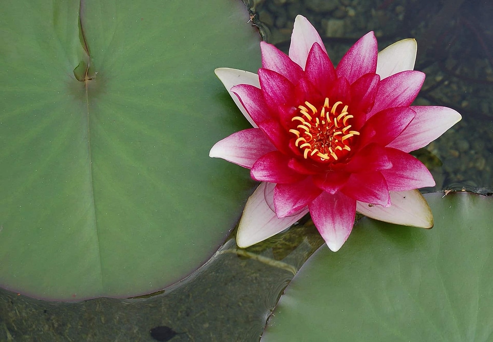 Aquatic beautiful flowers beautiful photo