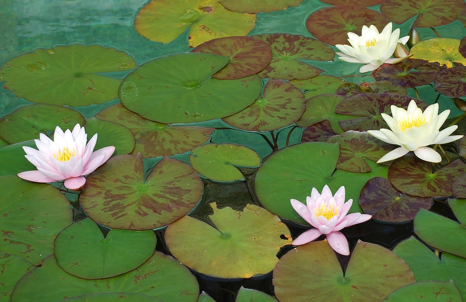 Aquatic beautiful beautiful flowers