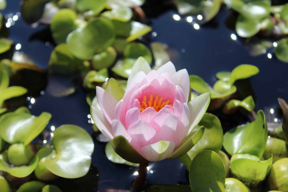 Aquatic beautiful beautiful flowers