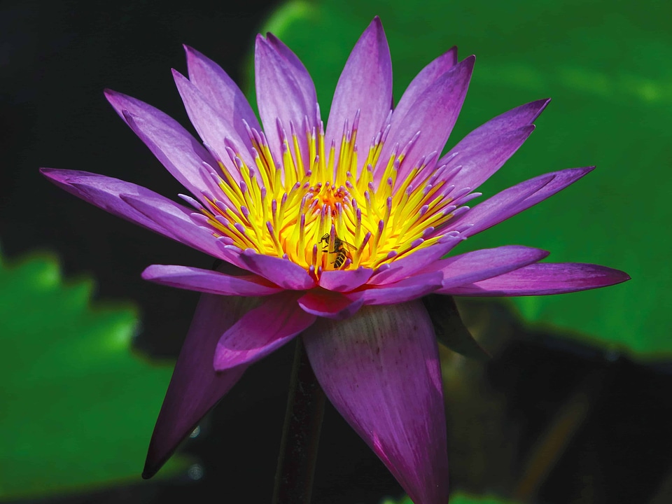 Aquatic beautiful flowers biology