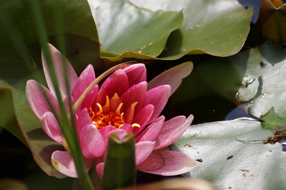 Aquatic beautiful beautiful flowers