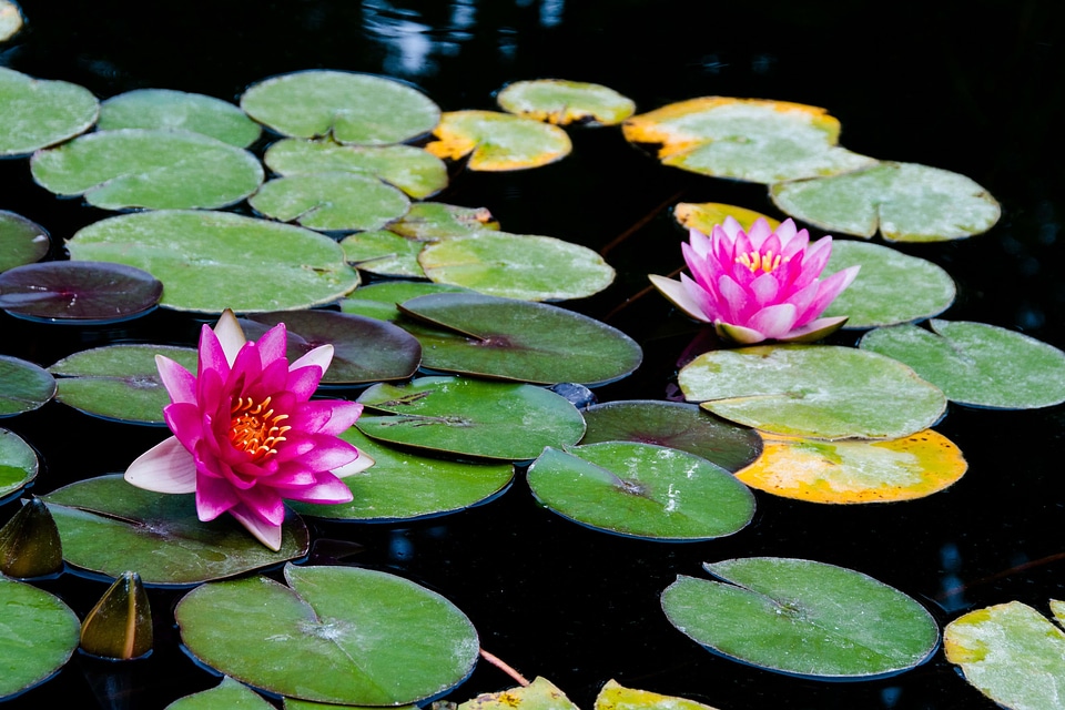 Aquatic beautiful beautiful flowers