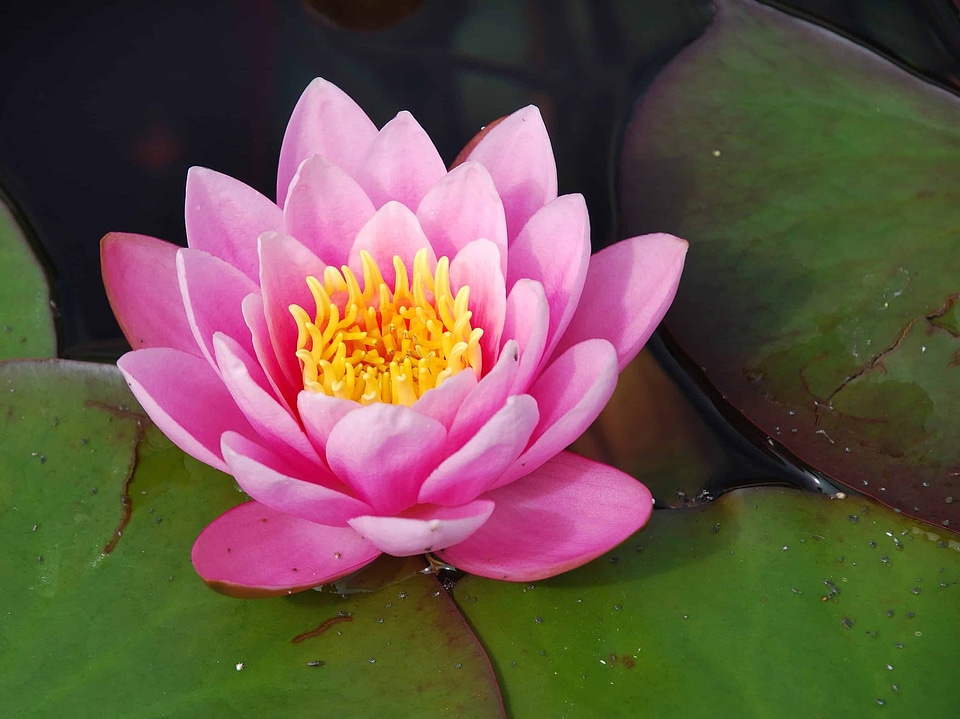 Aquatic beautiful flowers biology