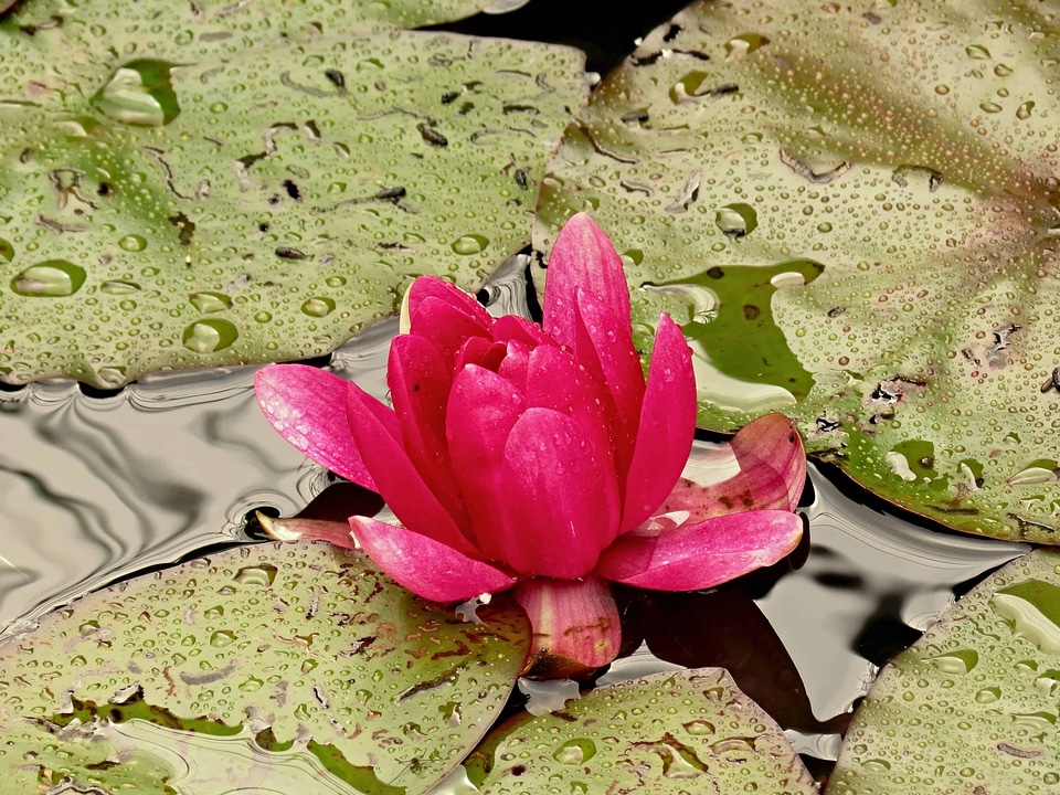Aquatic beautiful flowers beautiful photo