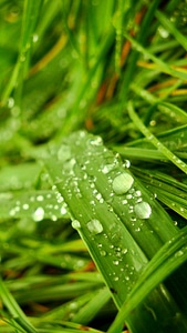 Green detail macro