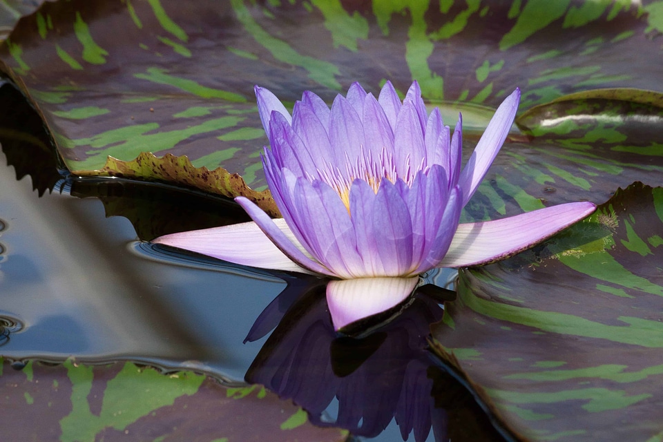 Aquatic artichoke beautiful flowers