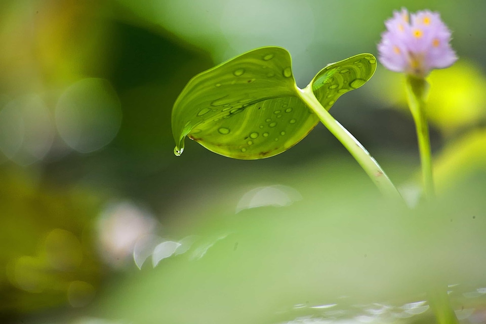 Aquatic beautiful flowers biology