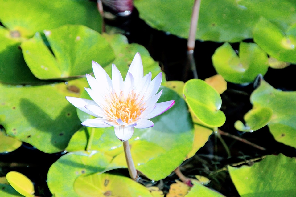 Aquatic beautiful beautiful flowers