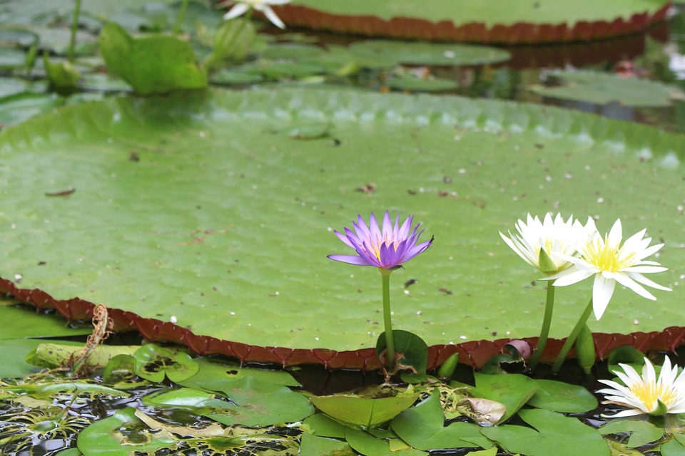 Aquatic beautiful beautiful flowers