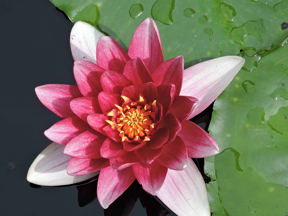 Aquatic beautiful beautiful flowers