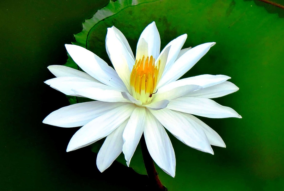 Aquatic beautiful flowers beautiful photo