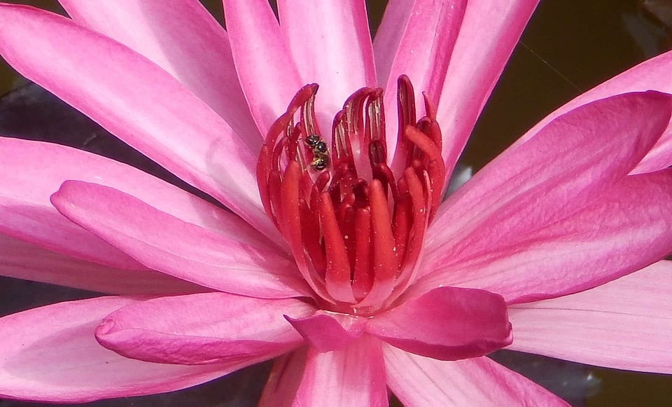 Beautiful beautiful flowers biology