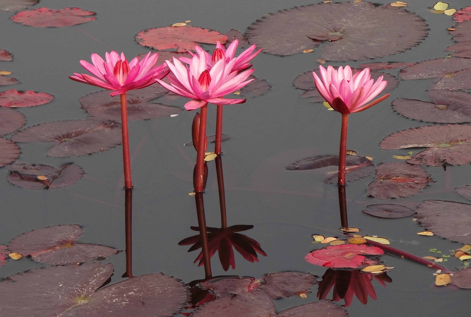 Aquatic beautiful flowers biology