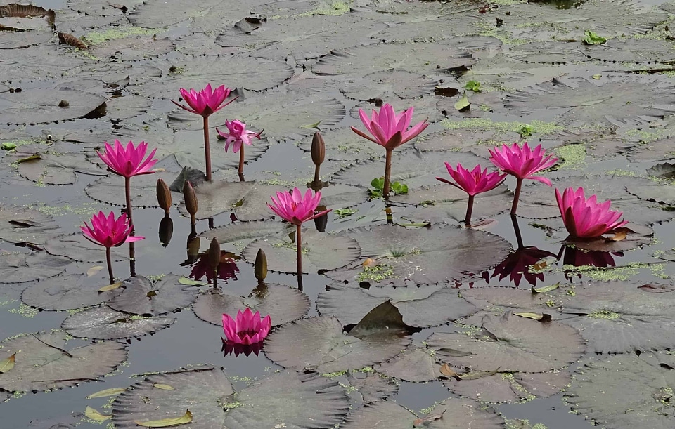 Aquatic beautiful beautiful flowers