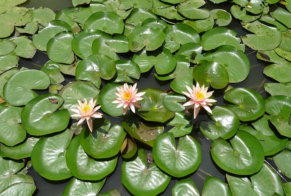 Aquatic beautiful flowers biology