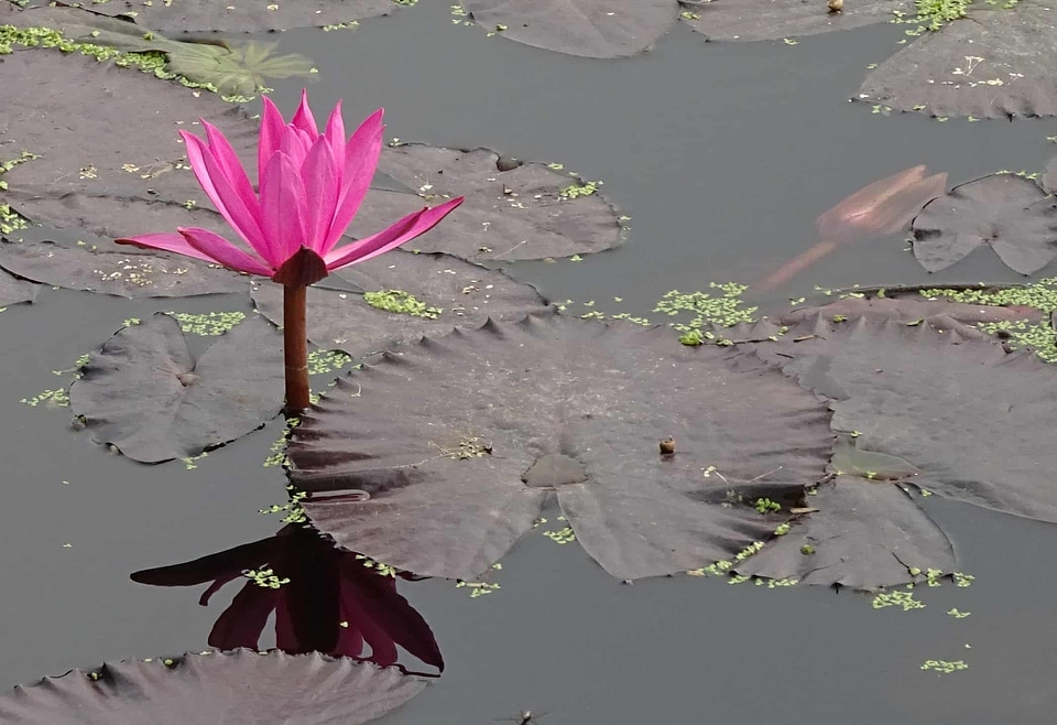 Aquatic beautiful flowers biology