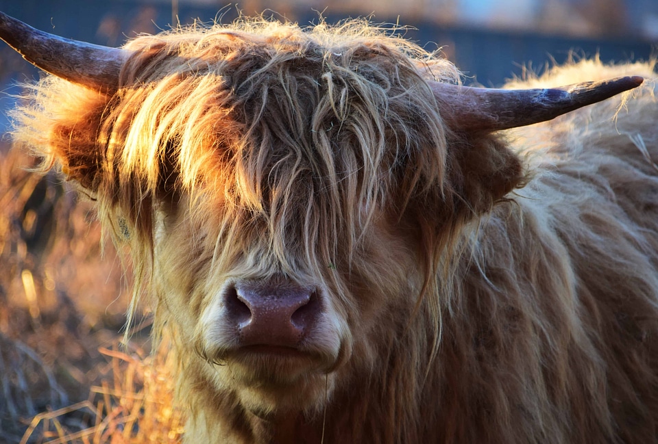Animal bovine brown