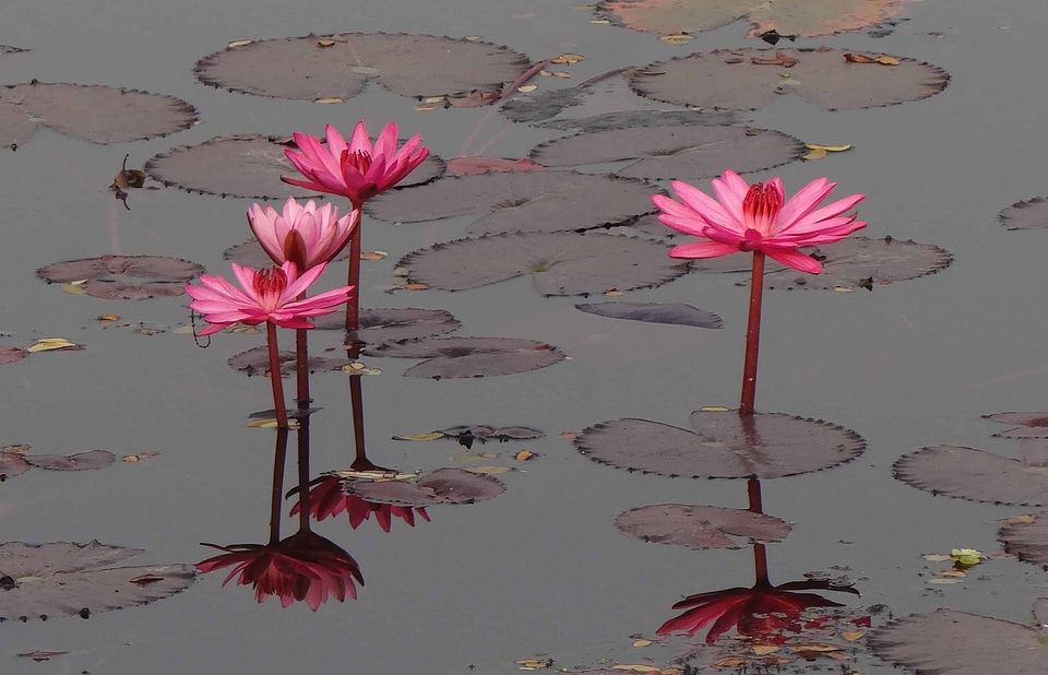 Aquatic beautiful flowers biology