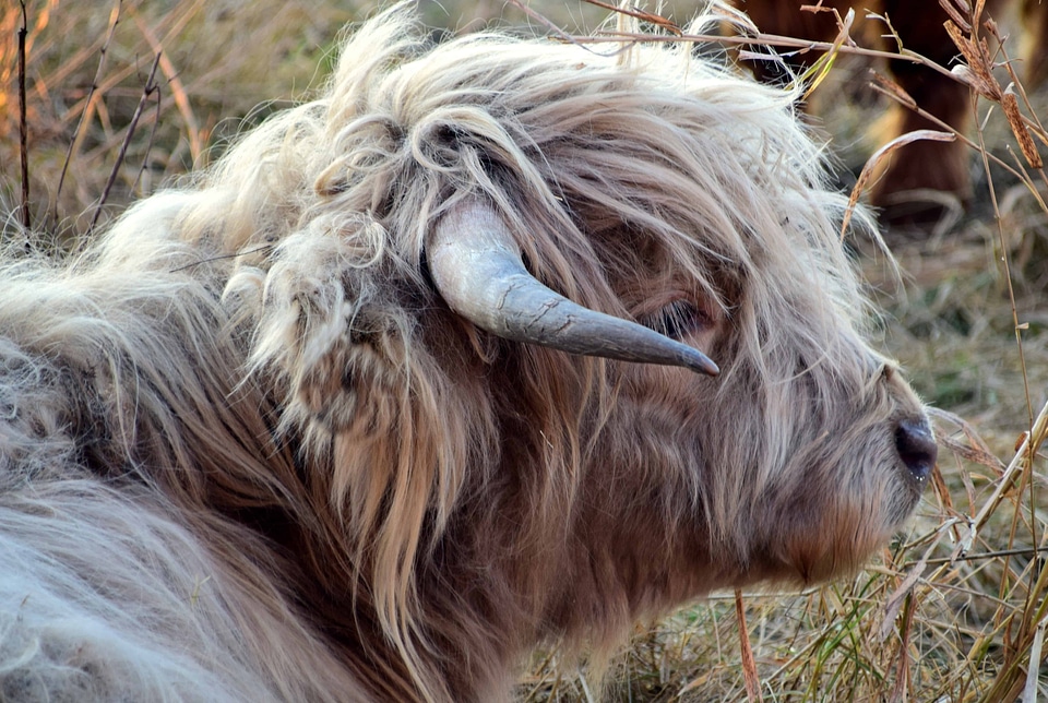 Animal bovine brown