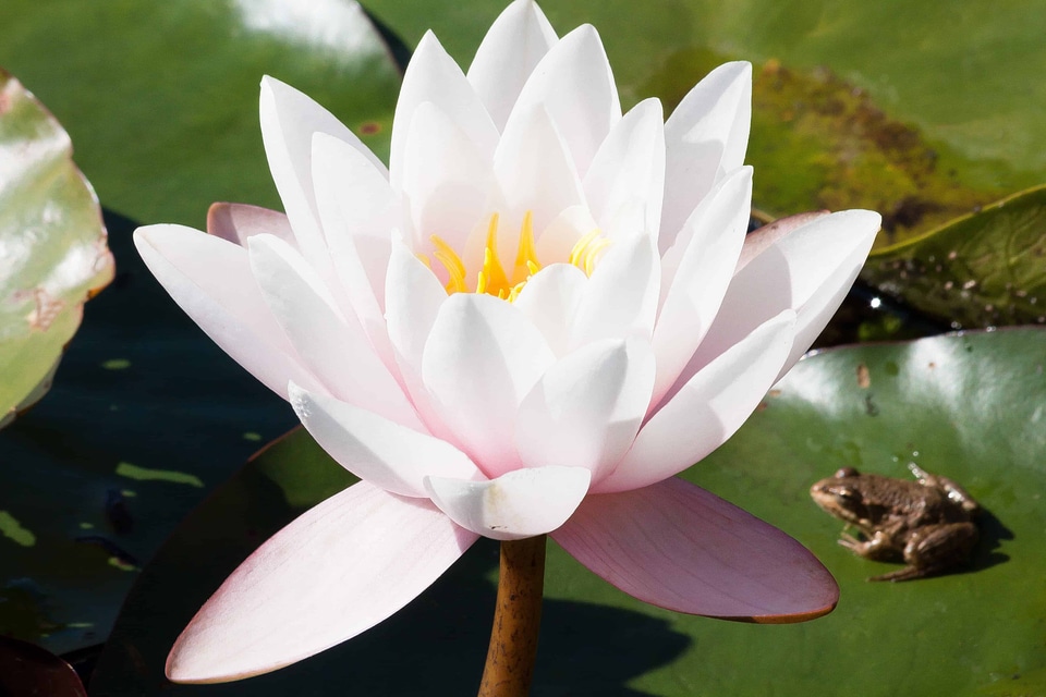 Aquatic beautiful flowers biology